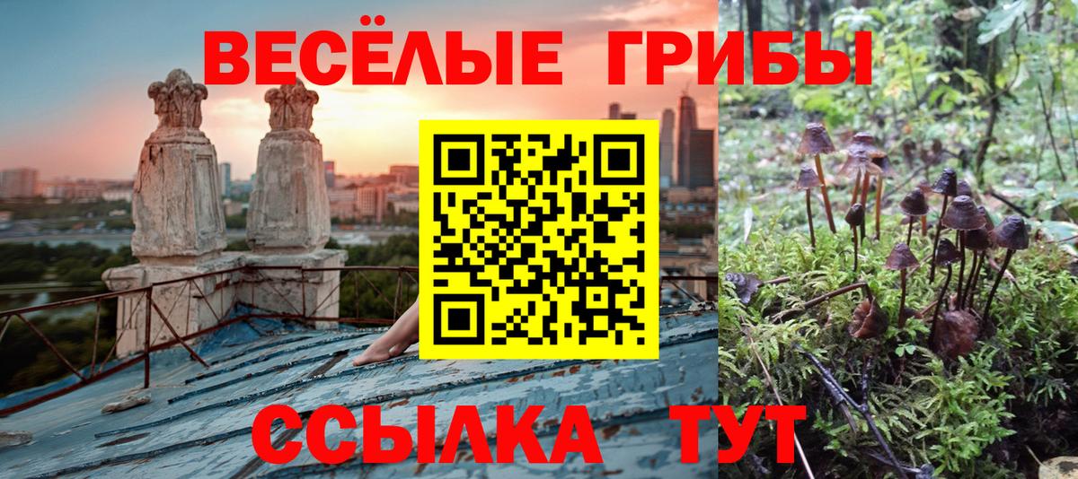 Галлюциногенные грибы MAGIC MUSHROOMS  Псилоцибиновые грибы Cubensis  Избербаш  Вход с VPN 
